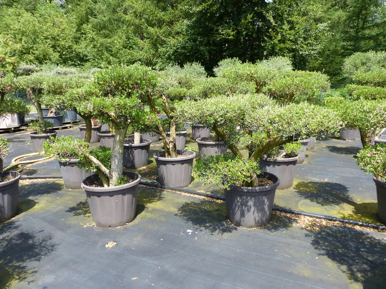 Mehrere Olivenbäume (Olea europaea) mit dicken Stämmen und Laub in großen Kunststofftöpfen in einer geordneten Baumschule im Freien.