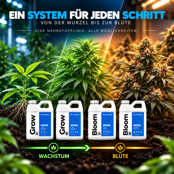 Vier Flaschen Athena Pflanzendünger für Wachstum und Blüte von Cannabispflanzen in verschiedenen Entwicklungsstadien auf Erde.