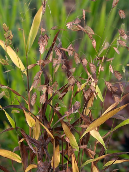 Rispen-Gras im Garten