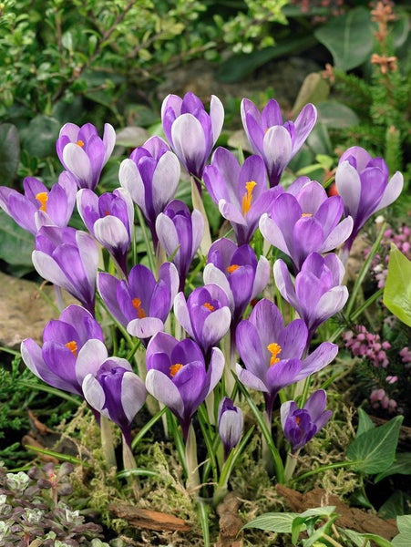 Crocus speciosus, Herbst-Krokus, violett, ca. 9x9 cm Topf