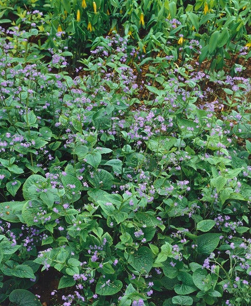 Blühende Gartenstauden mit grünen Blättern und kleinen violetten Blüten