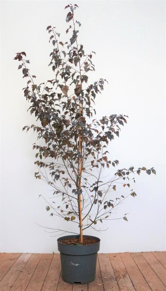 Betula pendula 'Royal Frost', Hängebirke, rotbraune Blätter, 100–125 cm
