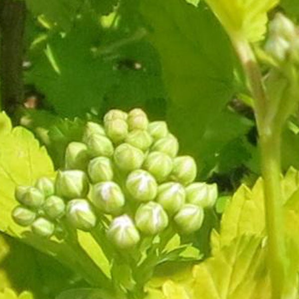 Nahaufnahme von Blütenknospen einer Pflanze