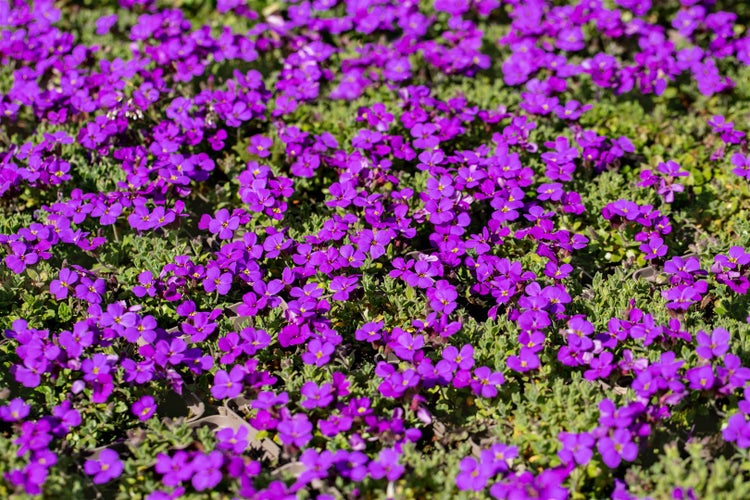 Aubrieta x cult. 'Hamburger Stadtpark', Blaukissen, ca. 9x9 cm Topf