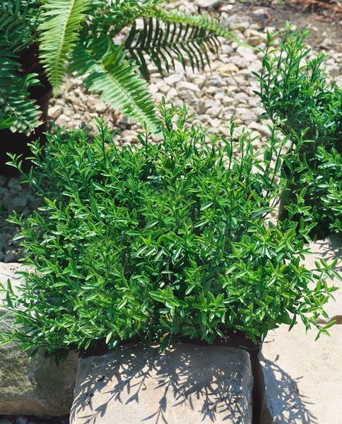 Euonymus japonicus 'Microphyllus Green', Spindelstrauch, ca. 9x9 cm Topf