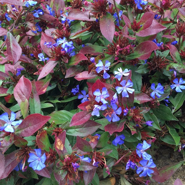 Bleiwurz Pflanze mit purpurfarbenen Blättern und blauen Blüten