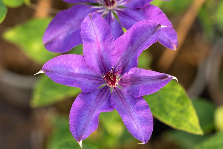 Clematis Hybride 'The President', Waldrebe, blauviolett, 100–150 cm