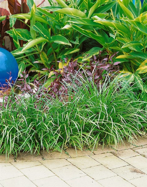 Liriope muscari 'Evergreen Giant', lilablau, ca. 9x9 cm Topf