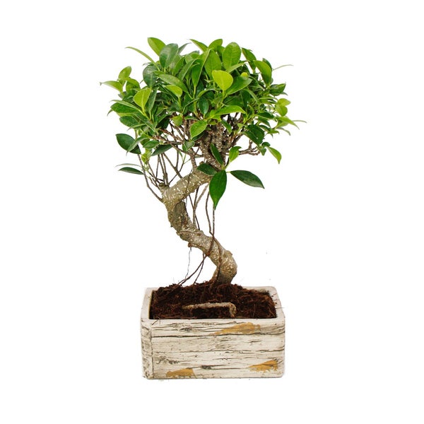 Bonsai fürs Zimmer - in moderner Trendkeramik - Zimmerbonsai Ficus - 6 Jahre alt - Holzoptik