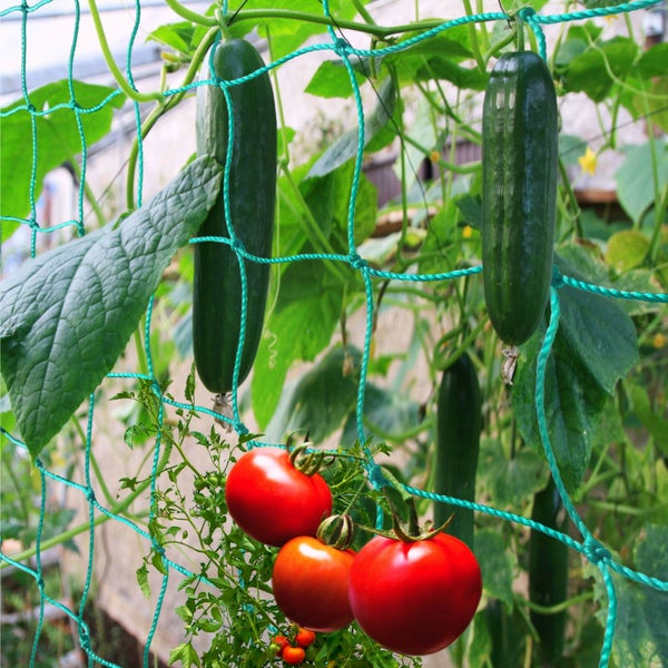 Tomaten und Gurken wachsen an einem Ranknetz