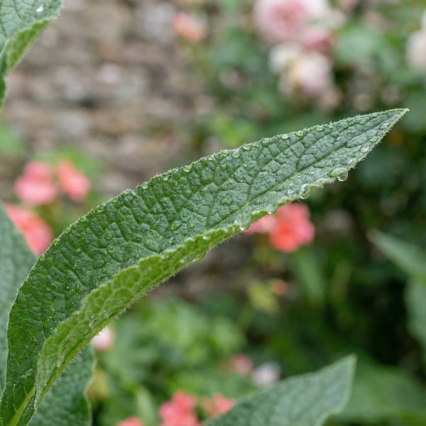 Nahaufnahme eines grünen Blattes mit feinen Härchen und Wassertropfen in einem hellen Garten.