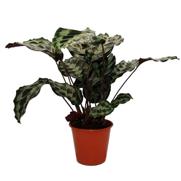 XXL-Schattenpflanze mit ausgefallenem Blattmuster Calathea roseapicta Kennedy 19cm Topf ca. 60-70cm hoch