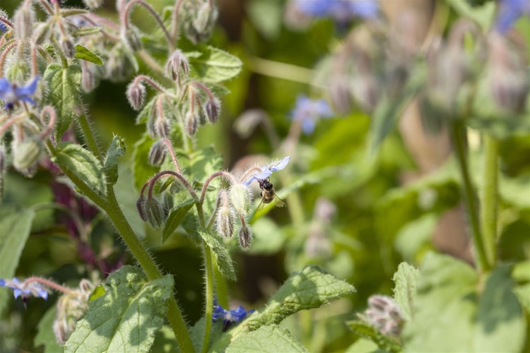 Borretschpflanze mit einer Biene auf einer Blüte