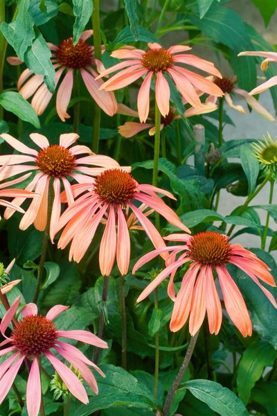 Echinacea purpurea 'Sundown' -R-, orange, ca. 11x11 cm Topf
