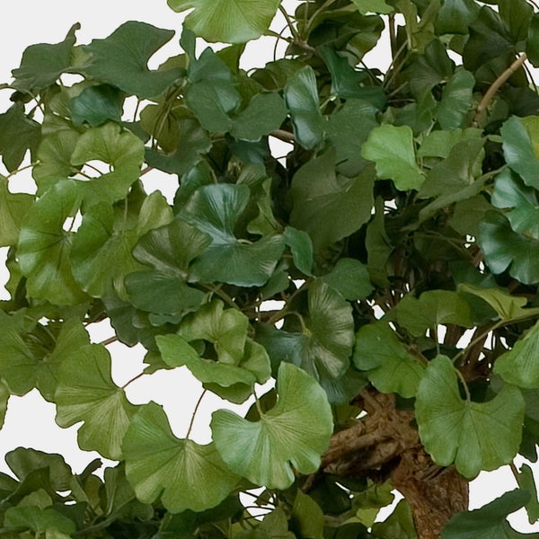 Detailansicht der grünen fächerförmigen Blätter eines künstlichen Ginkgo Biloba Baumes