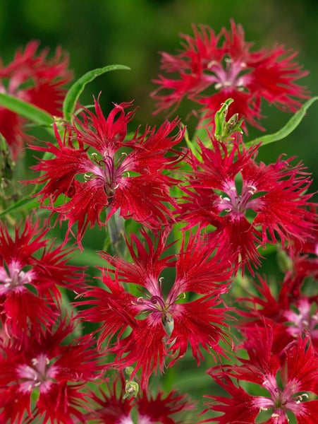 Dianthus superbus, Pracht-Nelke, rosa Blüten, ca. 9x9 cm Topf