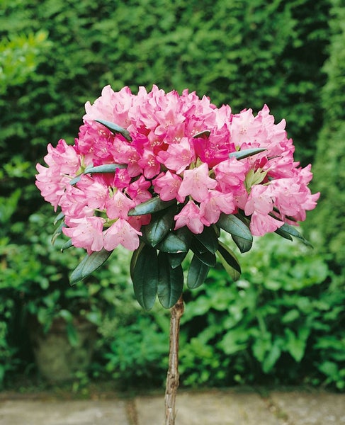 Rhododendron yakushimanum 'Kalinka', rosa Blüten, 30–40 cm
