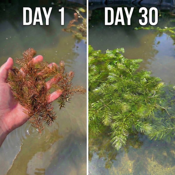 Vergleich des Wachstums einer Wasserpflanze nach dreißig Tagen, zeigt die Anpflanzung und das üppige Wachstum in einem Teich.