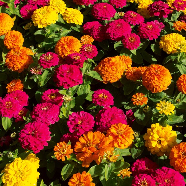 Bunte Mischung aus Zinnien mit dicht gefüllten Blüten in Pink, Orange und Gelb.