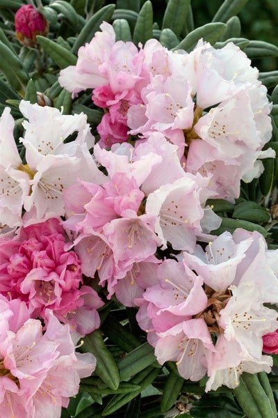 Rhododendron yakushimanum 'Makiyak', 60 cm Stammhöhe, immergrün