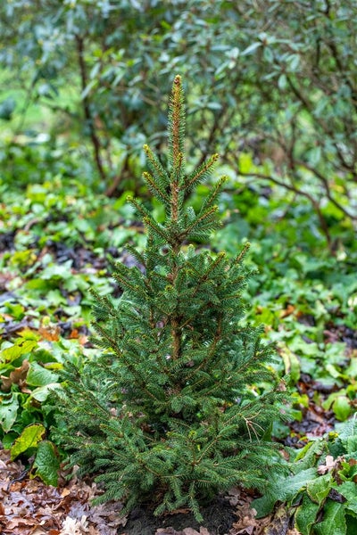 Picea abies 'Will's Zwerg', Fichte, kompakt, 50–60 cm