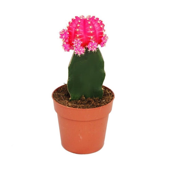 Erdbeerkaktus Gymnocalycium mihanovichii pink im Kunststofftopf.