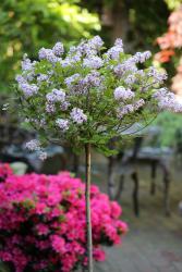 Syringa meyeri Palibin, Zwerg Duft-Flieder -Stämmchen, Gesamthöhe: 120-130 cm, Stammhöhe: 80 cm