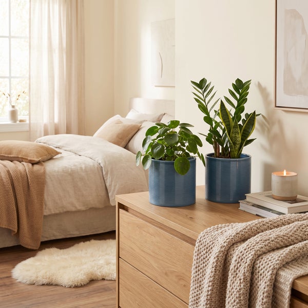 Zwei Zimmerpflanzen in gerillten Übertöpfen auf einer Holzkommode in einem modern eingerichteten Schlafzimmer mit Bett und weicher Textildekoration.