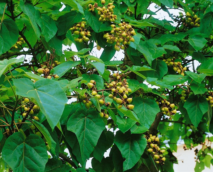 Paulownia tomentosa, Blauglockenbaum, 80–100 cm
