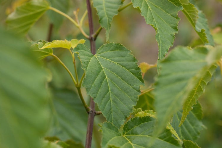 Acer davidii, Schlangenhaut-Ahorn, 175–200 cm