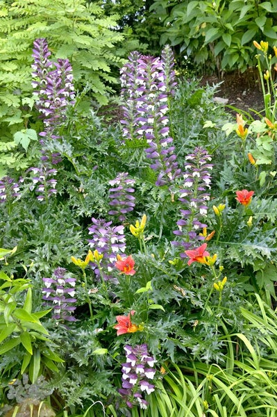 Acanthus hungaricus, Bärenklau, ca. 9x9 cm Topf, dekorativ