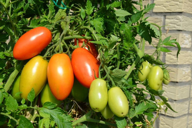 SAFLAX Geschenk Set - BIO - Tomate - Roma - Solanum lycopersicum - 15 Samen - Mit Geschenkbox, Versandaufkleber, Geschenkkarte und Anzuchtsubstrat