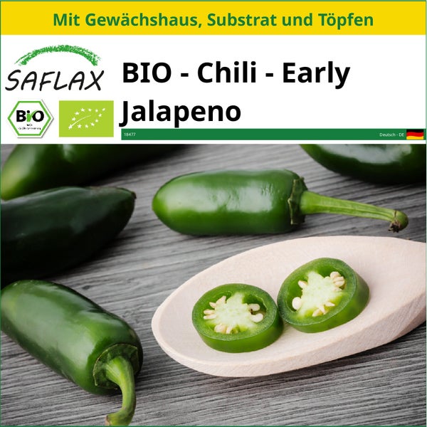 SAFLAX Anzucht Set - BIO - Chili - Early Jalapeno - Capsicum annuum - 20 Samen - Mit Mini-Gewächshaus, Anzuchtsubstrat und 2 Töpfen