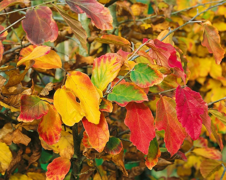 Parrotia persica, Eisenholzbaum, 40–60 cm, leuchtend rote Herbstfärbung