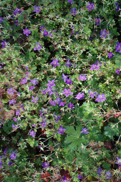 Geranium wlassovianum, Storchschnabel, purpurrot, ca. 9x9 cm Topf