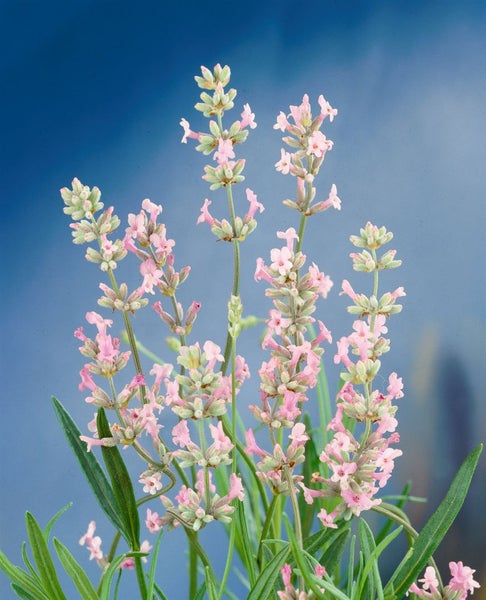 Lavandula angustifolia 'Rosea', Lavendel, rosa Blüten, ca. 9x9 cm Topf