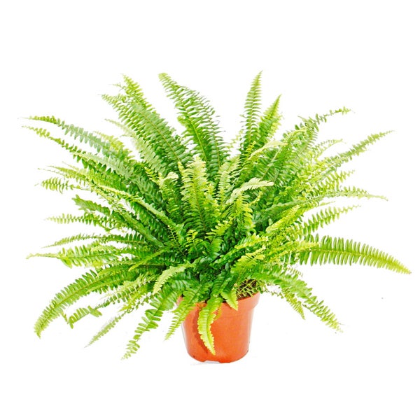 Zimmerpflanzen-Trio Luftreiniger Set mit luftreinigenden Pflanzen (Nephrolepis, Spathiphyllum, Chlorophytum)