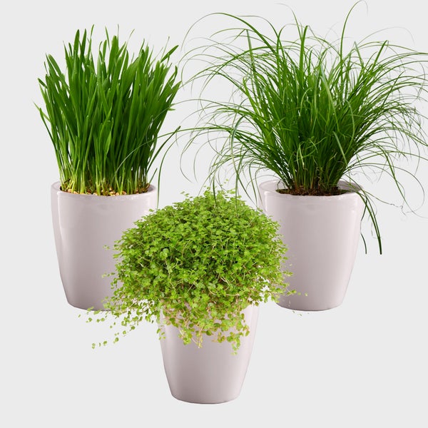 Katzengras mit Übertöpfen im 3er-Set – ø 11 cm Topf – Biologisch, pflegeleicht – Für Zimmer und Balkon – 15 bis 25 cm