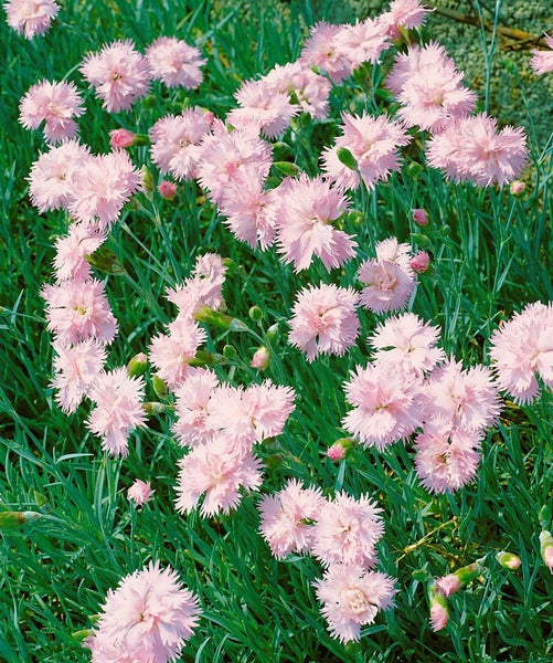 Dianthus plumarius 'Altrosa', Federnelke, zartrosa, ca. 9x9 cm Topf