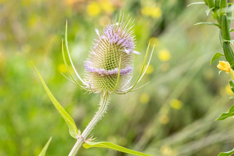 Dipsacus fullonum, Wilde Karde, ca. 9x9 cm Topf