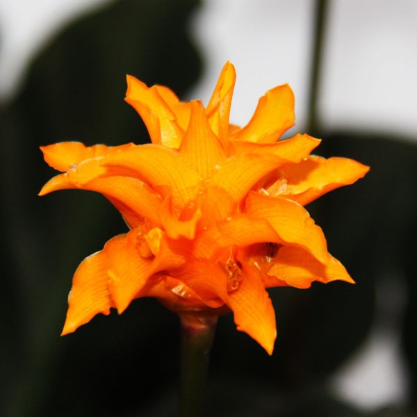 Nahaufnahme einer Ingwerpflanze mit Blüte