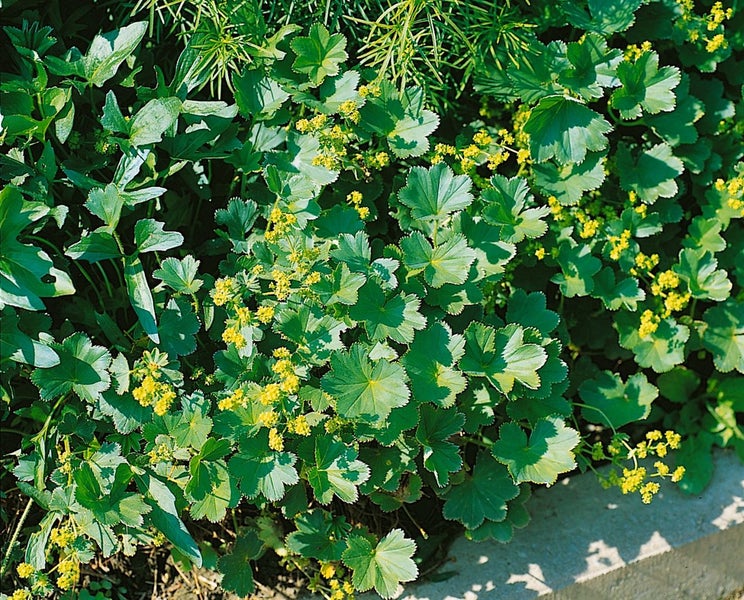 Alchemilla xanthochlora, Frauenmantel, grün, ca. 9x9 cm Topf