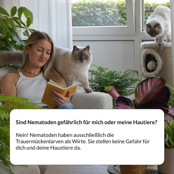 Starterset Trauermücken Adé: Nematoden und Gelbtafeln