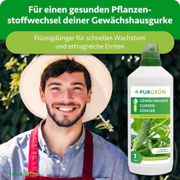 Nahaufnahme einer Palme mit langen, schmalen und spitzen grünen Blättern in einem hellen Garten.