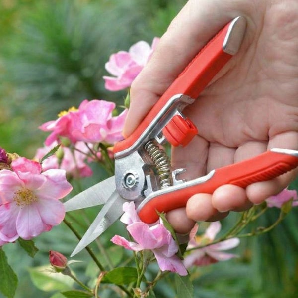 Gartenschere schneidet Rosen