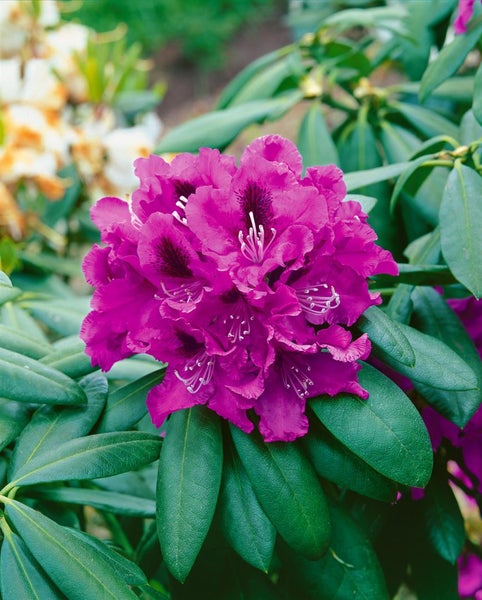 Rhododendron Hybr. 'Rasputin', INKARHO, dunkelviolett, 30–40 cm