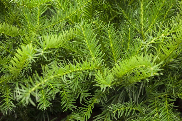 Taxus baccata 'Repandens', Eibe, flachwachsend, 15–20 cm