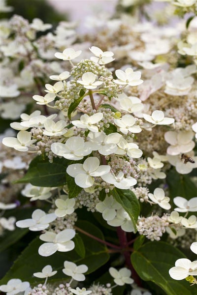 Hydrangea paniculata 'CONFETTI', Rispenhortensie, 40–60 cm, bunt