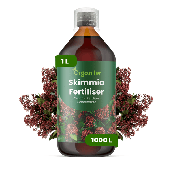 Organifer Skimmia-Dünger, organisches Düngerkonzentrat, 1 Liter Flasche für 1000 Liter.