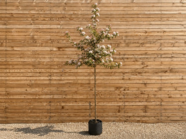 Ein blühender Zierapfelbaum als Hochstamm im schwarzen Pflanzcontainer vor einer Holzwand.
